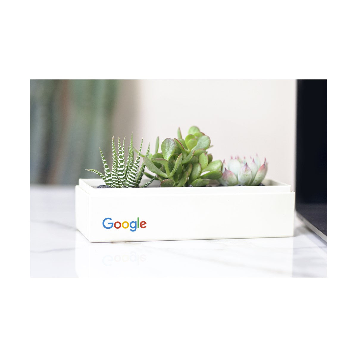 google succulents Jewel Succulent Garden